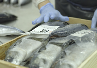 Yaizu Fishery Products